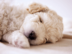 ペットと暮らせるマンション