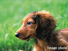 ペットと暮らせるマンション