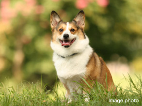 �|�[�`�i�y�b�g�����A��̕��̂��߂̃G���g�����X�j 